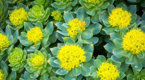 Adaptojen Bitkiler Nedir? Doğanın Stresle Başa Çıkma Sırrı ve Sağlığa Faydaları