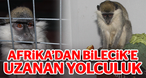 Afrika'dan Bilecik'e uzanan yolculuk
