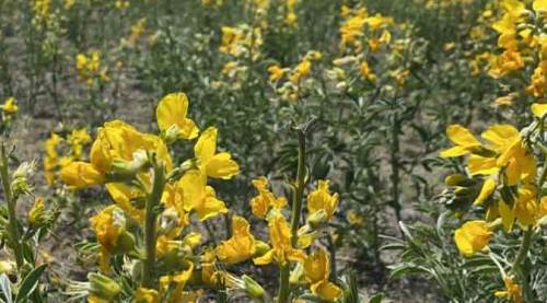 Afyon'da "Baklagillerin Kraliçesi" eşsiz güzelliğiyle açtı