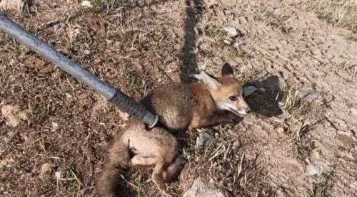 Afyon'da 15 metrelik kuyuya düştü, bakın nasıl kurtarıldı!