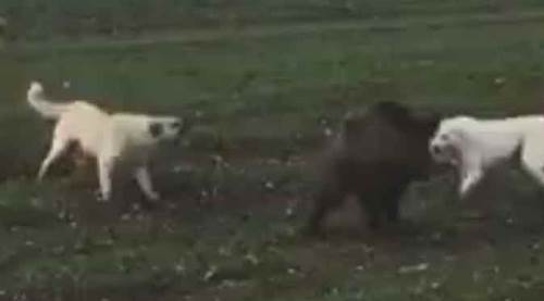 Afyon'da aç kalan domuz ilçe merkezine dadandı!