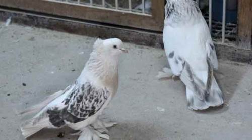 Afyon'da akıl almaz "güvercin" cinayeti!
