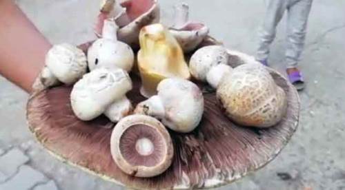 Afyon'da bulunan dev mantar şaşkına çevirdi!