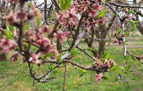 Afyon’da don felaketi kiraz dışındaki ürünleri vurdu!