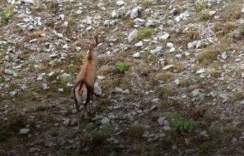 Afyon'da foto kapanlardan muhteşem görüntüler