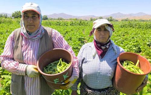 Afyon'da hasadı başlayan fasulyenin kilogramı yüzleri güldürmedi