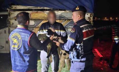 Afyon'da hayvan hırsızları dedektiflerin elinden kaçamadı!