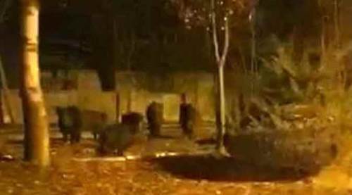 Afyon'da kent merkezine domuz sürüsü indi