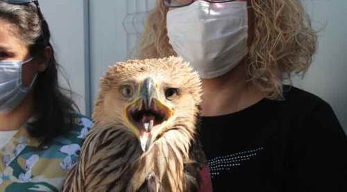 Afyon'da korkunç olay! Nesli tehlikede ama...