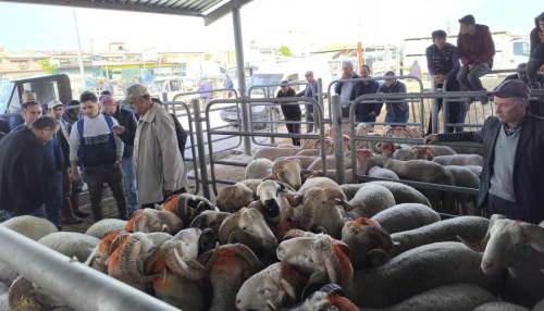 Afyon’da kurbanlıklar görücüde: Pazarlıklar kızıştı