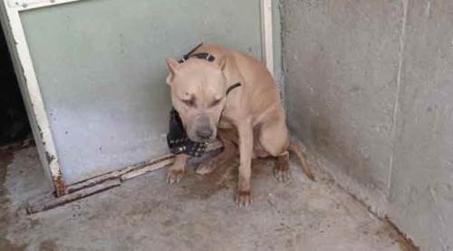 Afyon'da pitbull saldırısı: 2 kişi hastanelik oldu!