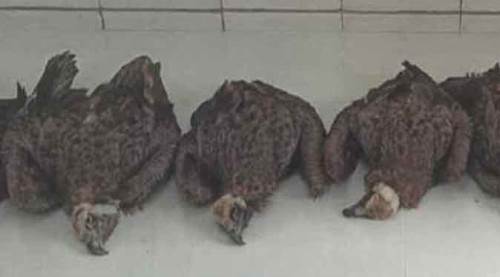 Afyon'da şok olay: Zehirlenerek telef oldular!