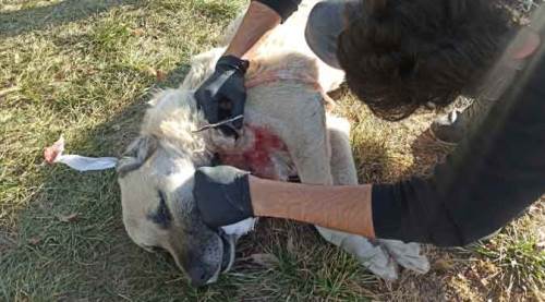 Afyon'da sokak ortasında ameliyatla ölümden döndü!