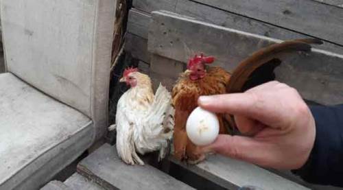 Afyon'da ürettiler, öyle bir fiyata satıyorlar ki...