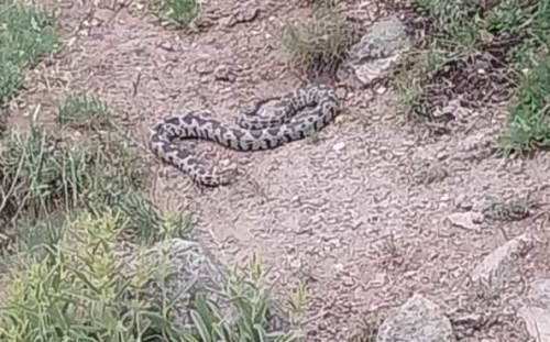 Afyon’da yılan tehlikesi: Sosyal medyada uyarı yapıldı