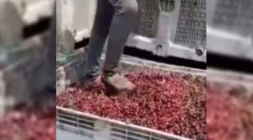 Afyon’daki bu görüntülere mide dayanmaz! Meyvelerin üzerinde ayakkabıyla...