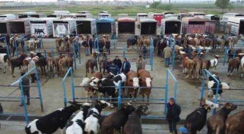 Afyon’daki hayvan pazarlarında bayram telaşı başladı