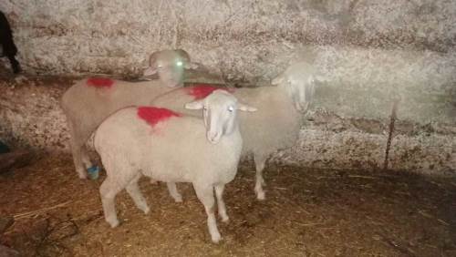 Afyon'dan Eskişehir'e koyun çalmaya geldiler!