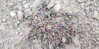 Afyon Madımağı Fotoğrafları Büyük İlgi Gördü
