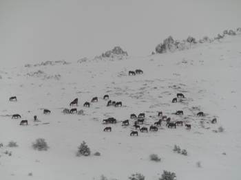Afyon Sandıklı’Da Yılkı Atlarının Doğa İle Mücadelesi Görüntülendi
