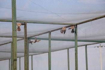 Afyonkarahisar’Da 14 Kerkenez Doğaya Salındı
