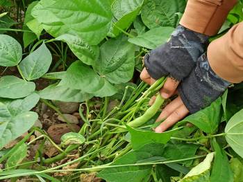 Afyonkarahisar’Da 2 Bin 900 Dekar Alanda İlk Fasulye Hasadı Başladı
