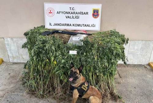 Afyonkarahisar'da 2 bin 911 kök kenevir ele geçirildi