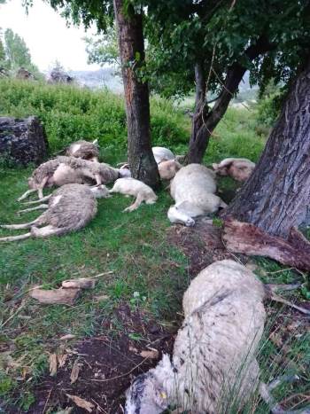 Afyonkarahisar’Da 9 Küçükbaş Hayvan Telef Oldu
