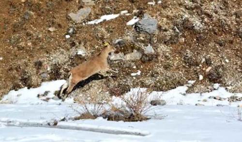 Afyonkarahisar’da bir ilk: Yaban keçisi artık doğada