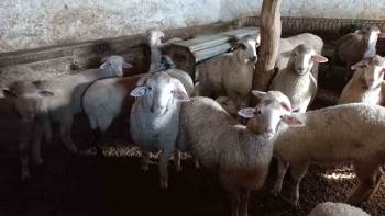 Afyonkarahisar’Da Büyük Ve Küçükbaş Hayvan Sevkiyatı Durduruldu
