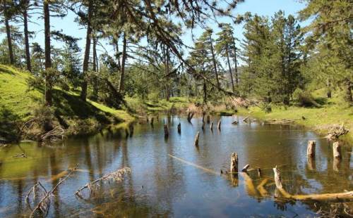 Afyonkarahisar’da çam ormanları içindeki gizli göl