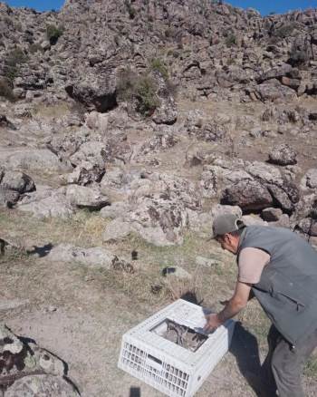 Afyonkarahisar’da dağları kınalı keklik süsledi