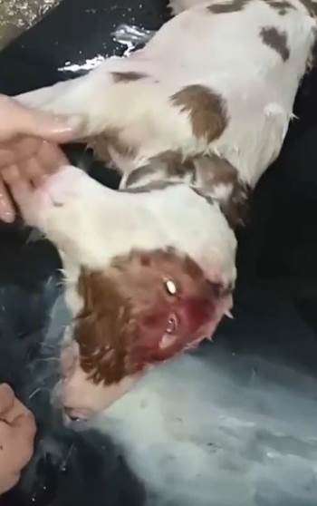 Afyonkarahisar’Da Doğan Çift Başlı Buzağı Sadece 4 Saat Yaşayabildi
