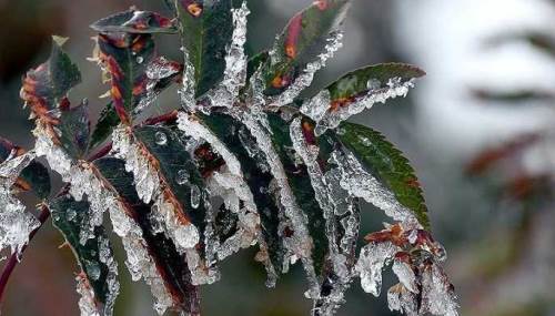 Afyonkarahisar’da don afeti sonrası 378 milyonluk devlet desteği