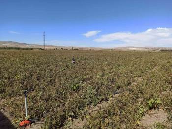 Afyonkarahisar’Da Ekili Alanları Don Vurdu
