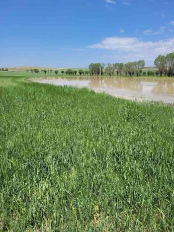 Afyonkarahisar’Da Ekili Tarım Arazileri Zarar Gördü

