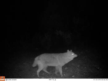 Afyonkarahisar’Da Fotokapana Yansıyan Yaban Hayatı
