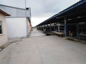 Afyonkarahisar’Da Hayvan Pazarları Yeniden Açılıyor
