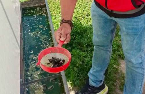 Afyonkarahisar’da haziran böceği alarmı: Yeni tuzaklar devrede