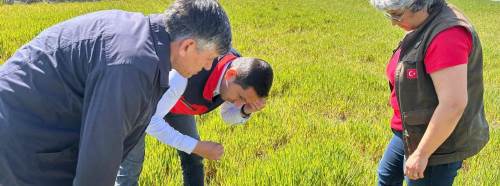 Afyonkarahisar’da hububat tarlalarında zararlı mücadelesi hızlandı
