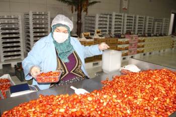 Afyonkarahisar’Da İşlenen Hurmalar Türkiye’Nin Dört Bir Yanına Gönderiliyor
