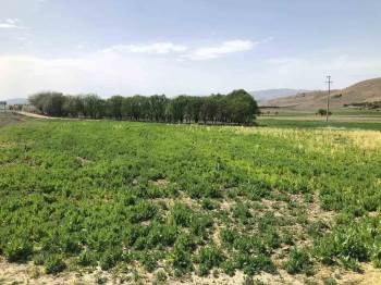 Afyonkarahisar’Da İzinsiz Haşhaş Ektiler
