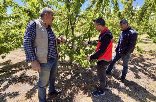 Afyonkarahisar’da kiraz bahçelerinde zararlı takibi sürüyor