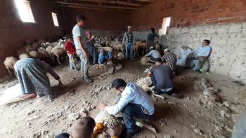 Afyonkarahisar’Da Koyun Kırkım Sezonu Başladı
