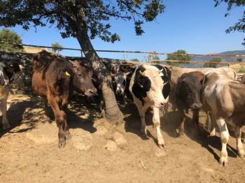 Afyonkarahisar’Da Kuduz Karantinası
