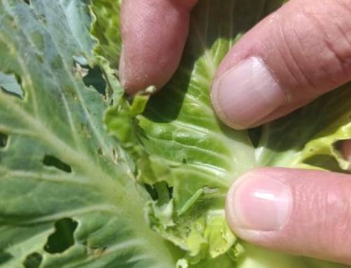 Afyonkarahisar’da lahana üreticilerine önemli çağrı