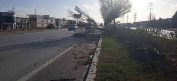 Afyonkarahisar’Da Lodos Ağaçları Yerinden Söktü, Tırları Devirme Noktasına Getirdi
