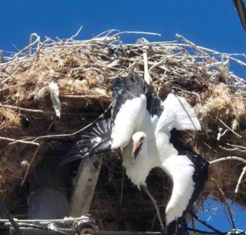 Afyonkarahisar’da mahsur kalan leyleğin yardımına koştular
