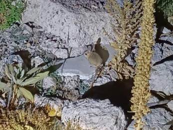 Afyonkarahisar’da nesli tehlike altındaki Arap tavşanı görüldü