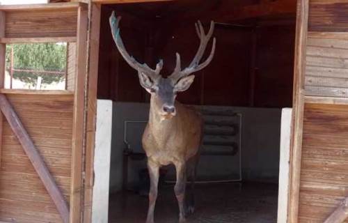 Afyonkarahisar'da o geyik sonunda hayvanat bahçesine alındı